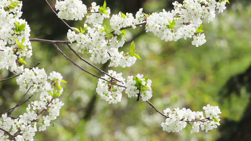 White colored blossom in front of green tree