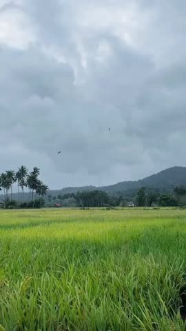 Mountains and Coconut Trees in Malaysia