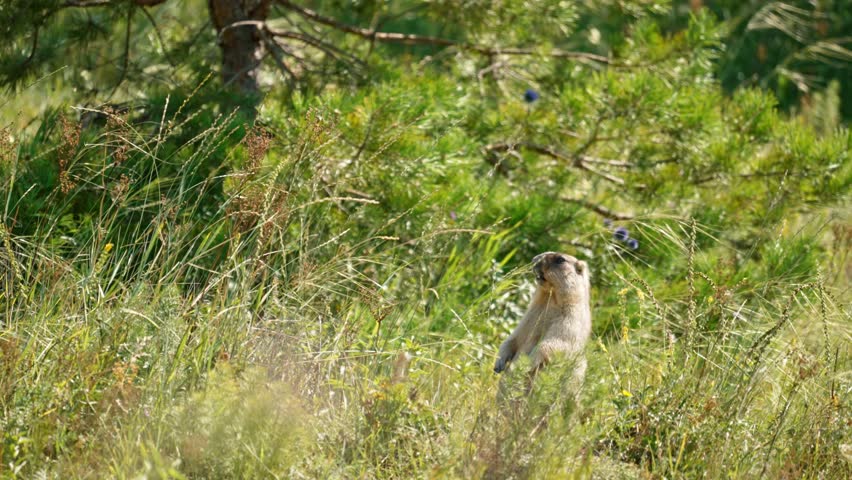 Furry marmot standing upright, nibbling vegetation while scanning surroundings near pine-lined grassy meadow during bright summer day in natural mountain habitat