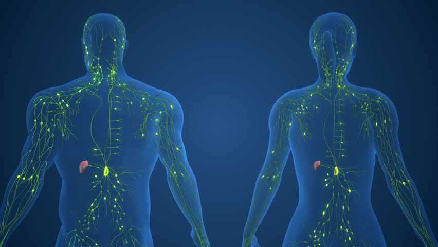 Detailed Lymphatic System in Male and Female Anatomy