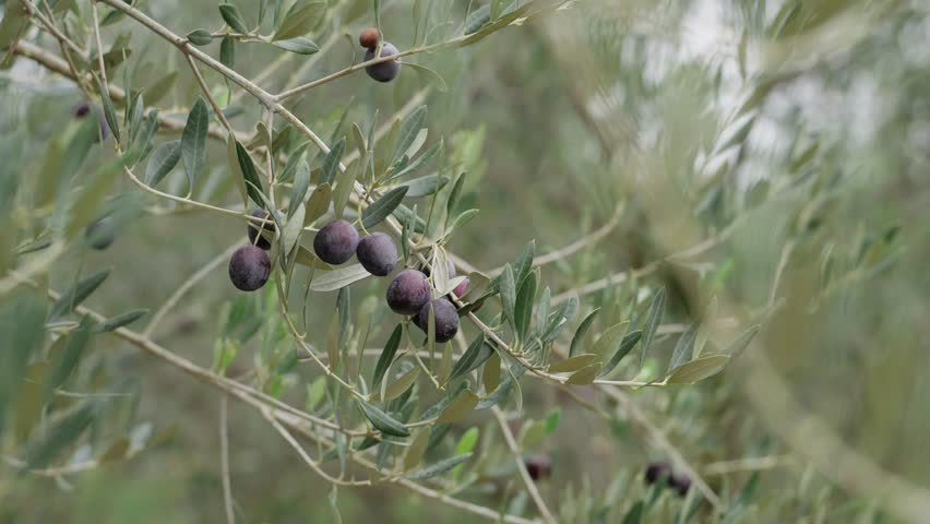 Ripe Olives on Tree Branch Close Up