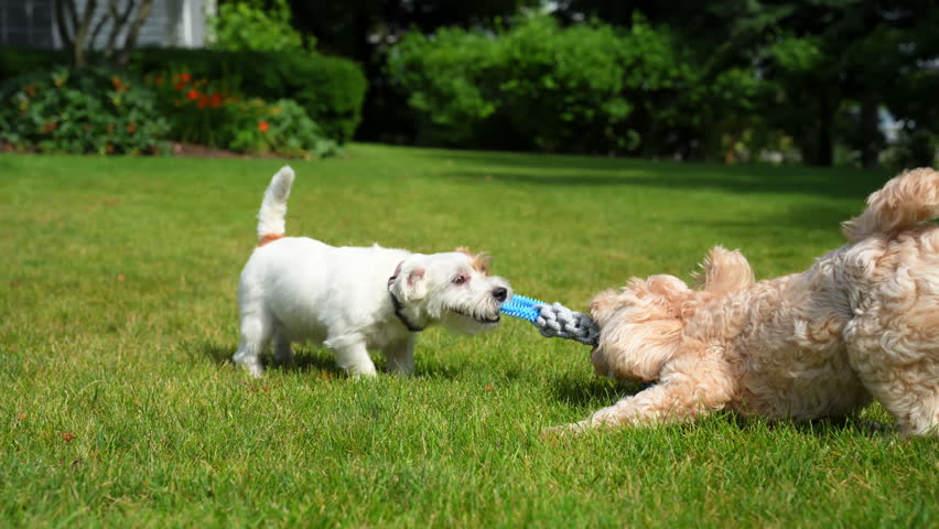 Jack Russell and Goldendoodle Playing Outdoors together on sunny day. Two Happy Dogs pulling a toy to each other. Tug of war game