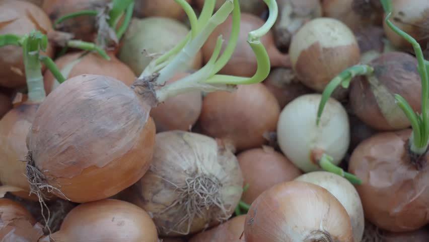 Fresh onions sprouting in a vibrant market setting