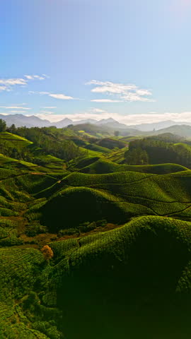 Vertical drone shot over tea plantations in Munnar, sunny day in Kerala, India