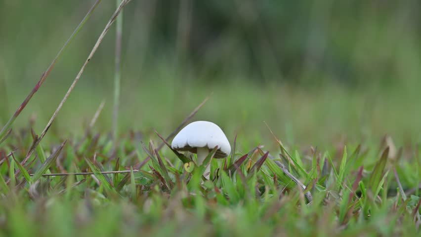 Puffballs mushroom. It is a a type of fungus featuring a ball shaped body that when mature or bursts on contact  impact, releasing a cloud of dust-like spores into the surrounding area. not edible.