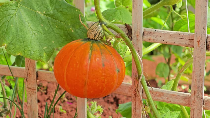 Orange Pumpkin in the Garden.