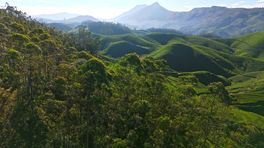 Aerial view rising behind trees, over tea fields of Munnar, sunny day in India