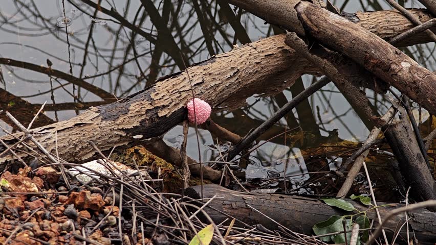 Golden apple snail or Channeled apple snail.