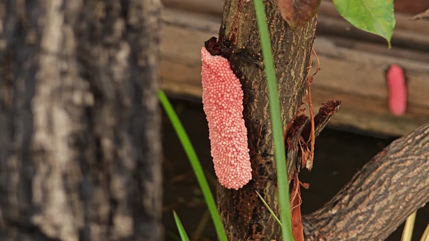 Golden apple snail or Channeled apple snail.
