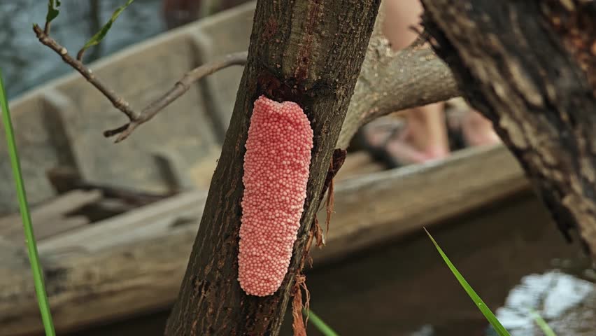 Golden apple snail or Channeled apple snail.