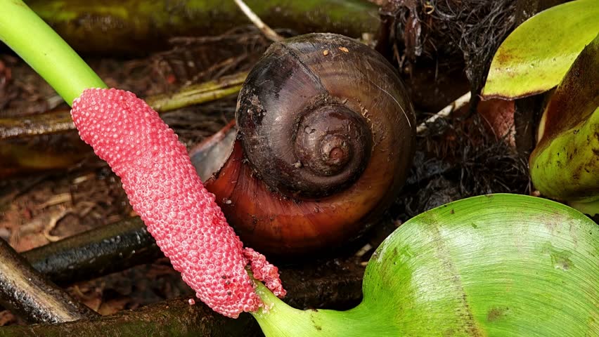 Golden apple snail or Channeled apple snail.