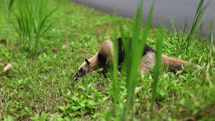 Lesser anteater walks through lush green grass field near a road, Costa Rica