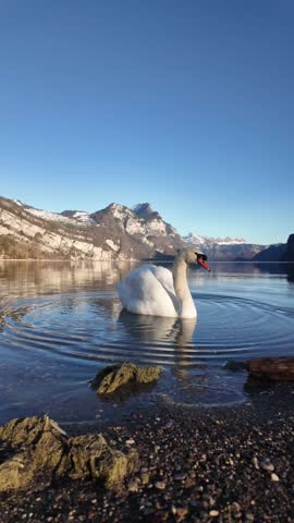 Swan majestic wild bird white feathers over Walensee lake Walen Switzerland vertical video
