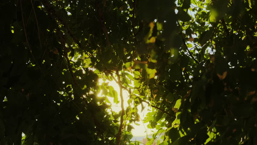 Afternoon Sunlight Seeping Through Tree Leaves in Nature
