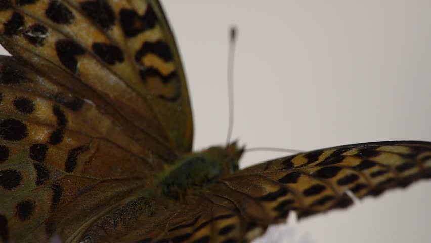 Silver-washed Fritillary drinks nectar from valerian flower