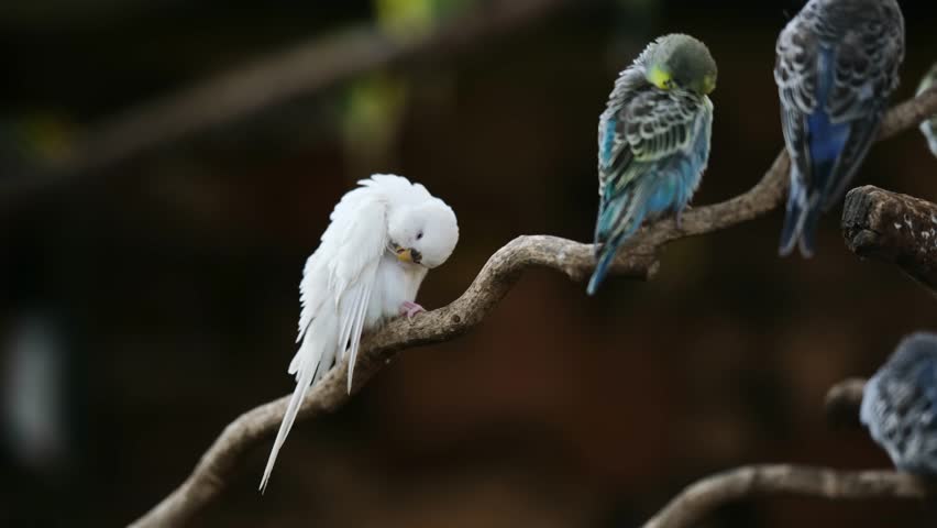 Flock Of Colorful Small Parrots, Including White And Blue, Clean Feathers