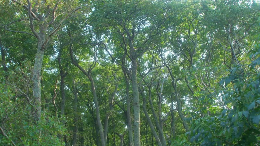 Tall pine trees among other trees in a coastal forest