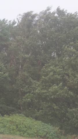 Strong wind in the forest. Trees sway violently during the storm.