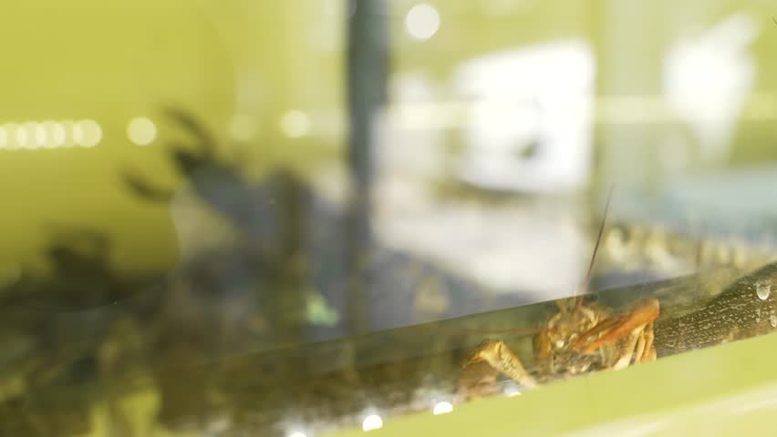Aquarium with shrimps, crayfish and crabs close-up. Live fresh seafood in the store in the water