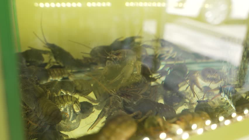 Aquarium full of water with live crayfish and crabs for sale in store
