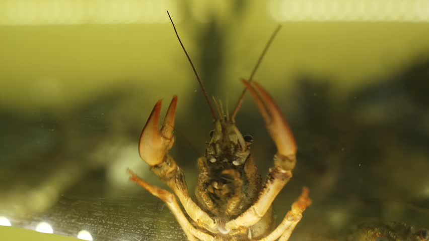 Fresh crayfish swim in aquarium close-up. Live shrimp and crustaceans with claw