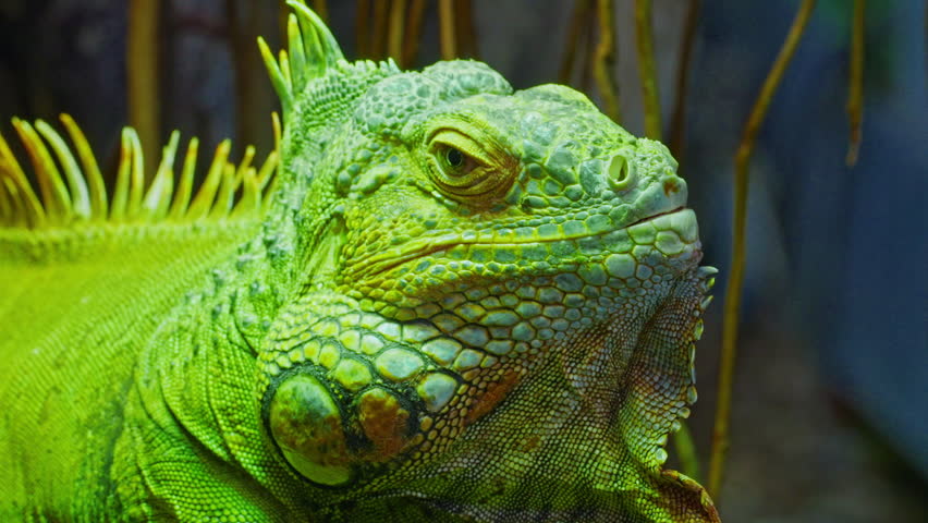 Green iguana, large arboreal herbivorous lizard species. Iguana on the tree branch. Closeup