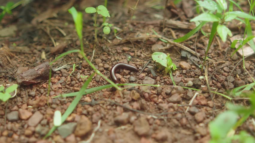 Detailed close-up captures a brown earthworm moving across moist, pebbly soil with fresh green grass and leaf litter in a natural outdoor setting in Goa, India.