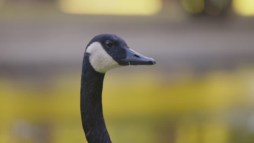 Close-up shot of a single goose standing alone, with its head and neck clearly in focus.