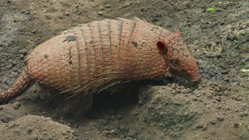 An armadillo walking on dry forest ground. Armored mammal