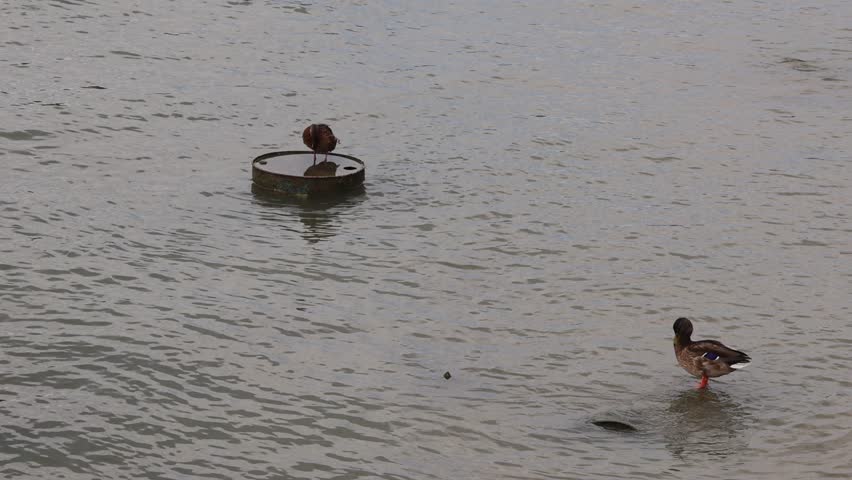 Two Mallard Wild Ducks Standing at Oil Barrels in Polluted River Sava