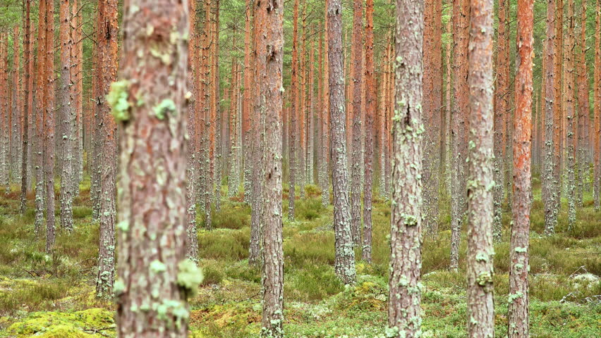Pine forest landscape with a male capercaillie roosting in spring. Capercaillie, Tetrao urogallus, roosting.