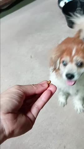 Human is Playing with Cute Dog by Food