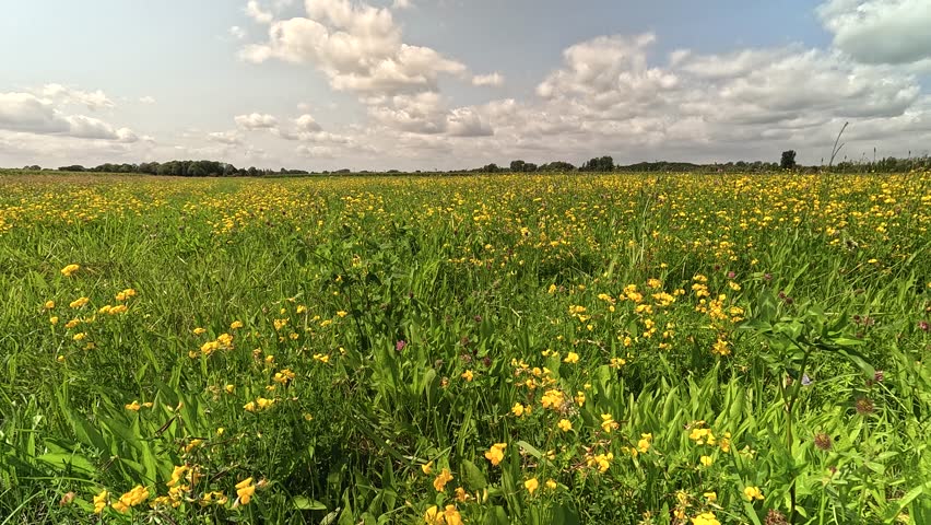fields and meadows in the Elbe marsh
