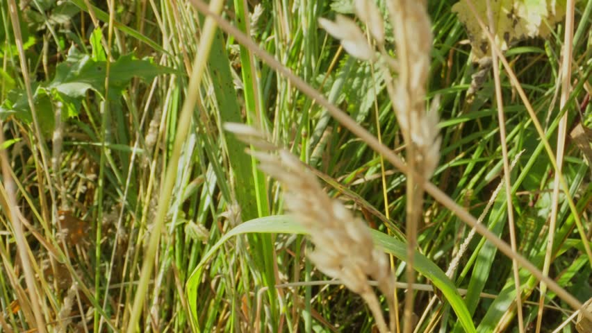 Overhead view of black caterpillar eating leaf in dense grassy vegetation