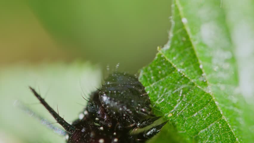Caterpillar eating green leaf, viewed through vertical blades of tall grass