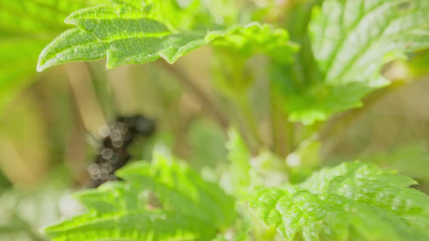 Caterpillar raises head and chews leaf, body curved around green veins, push in to static close up with space for text