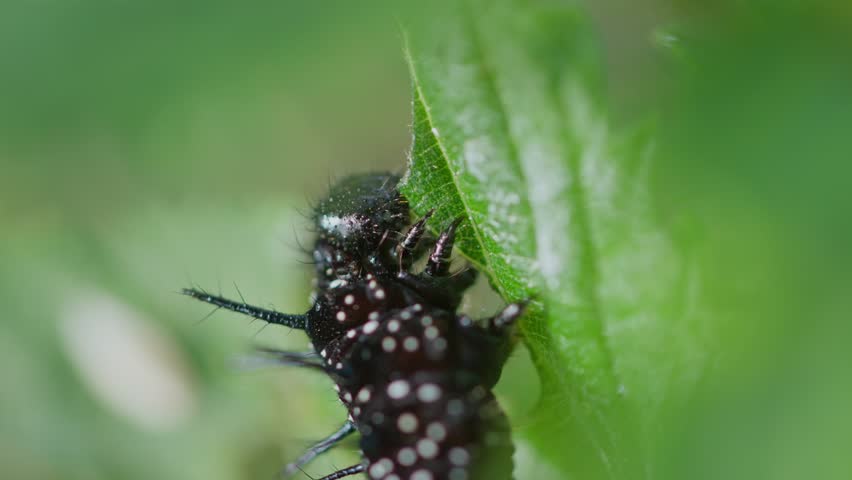 Caterpillar upright on leaf surface, chewing with legs pressed against stem