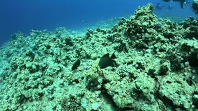 two black surgeonfish in the Red Sea - Powered by Shutterstock - Get 15% off with code: PIKWIZARD15