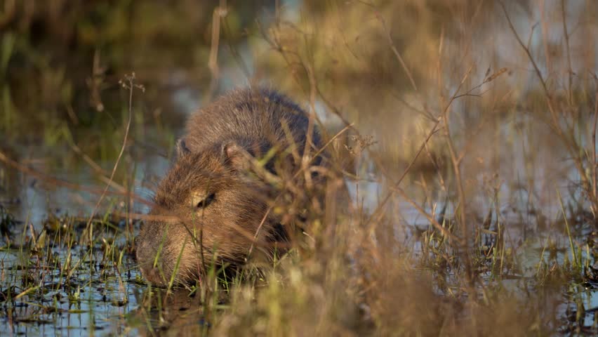 Closeup Of Capybara Feeding On The Wetland.
