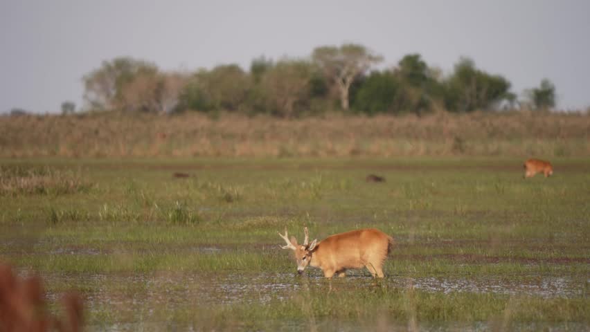 Hungry Marsh Deer Feeding On The Wetland. - wide shot