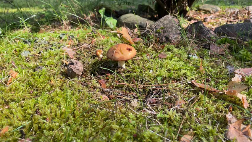 Mushroom growing in mossy forest floor surrounded by fallen leaves and small rocks video