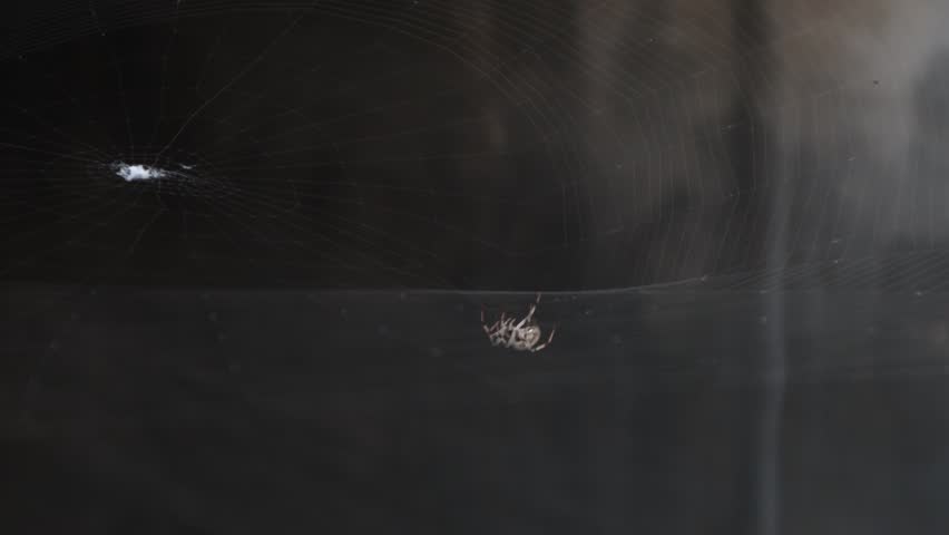 Spider making web and waiting for prey.