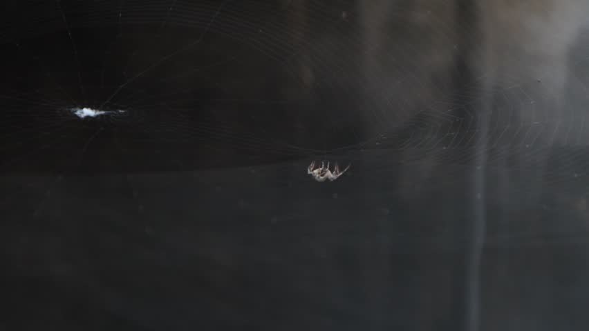 Spider making web and waiting for prey.