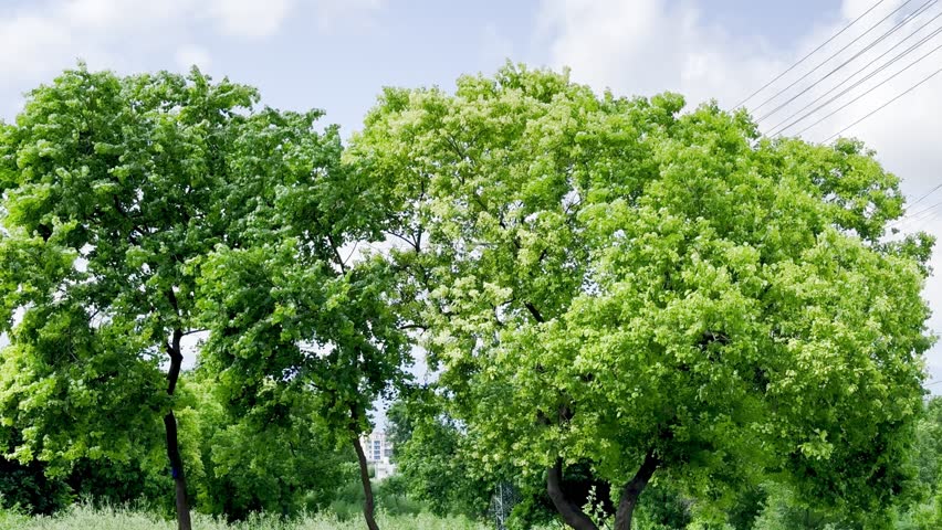 Lush green tree standing tall under sunny partly cloudy sky. Sunny day with lush green tree beneath soft white clouds