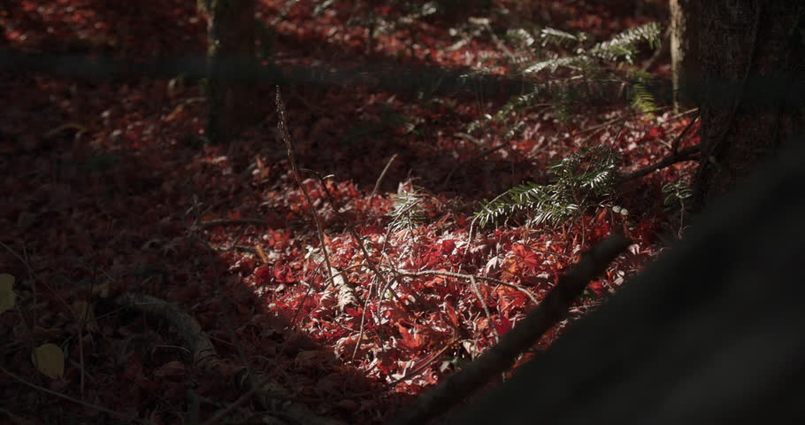 Karuizawa, Nagano, Japan - Young Plant Sprouting on Forest Floor in Autumn red leaves