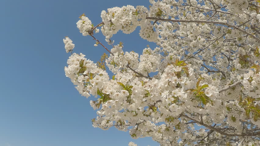 Bottom view of White flowers of Sweet Cherry tree in full bloom against a blue sky, camera flies up between the inflorescences