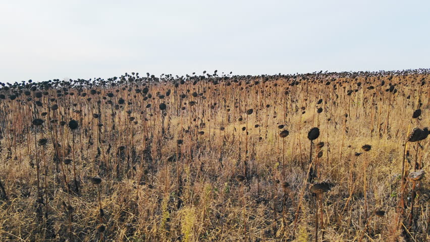 Empty farmland with dry sunflower plants in autumn, agricultural decline and poor land management