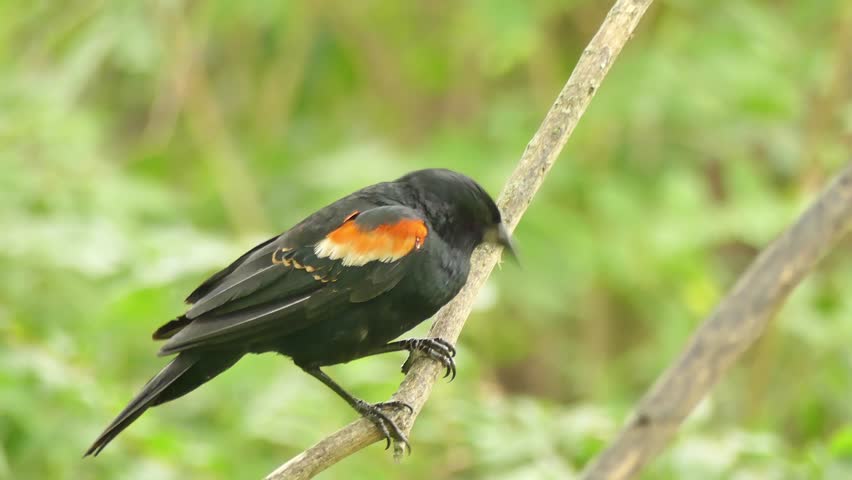 A red winged blackbird looks around from its perch