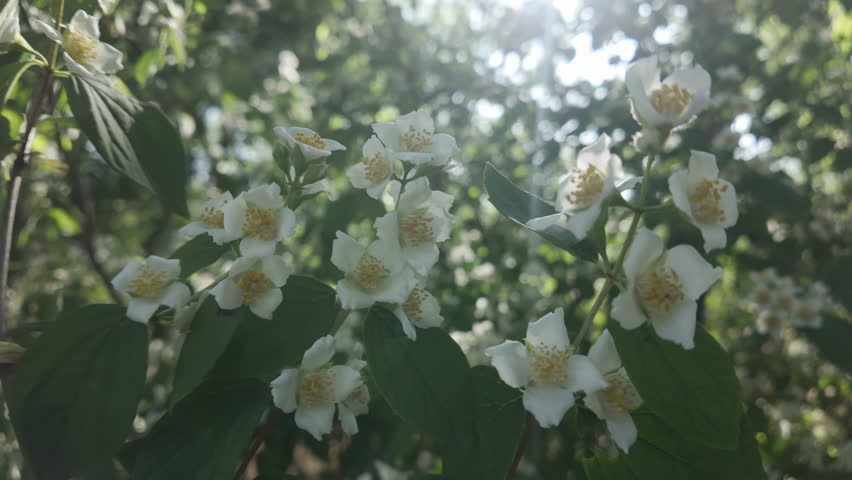 On a sunny day, the white flowers of the Mock Orange sway in the breeze, backlit by sunlight.
