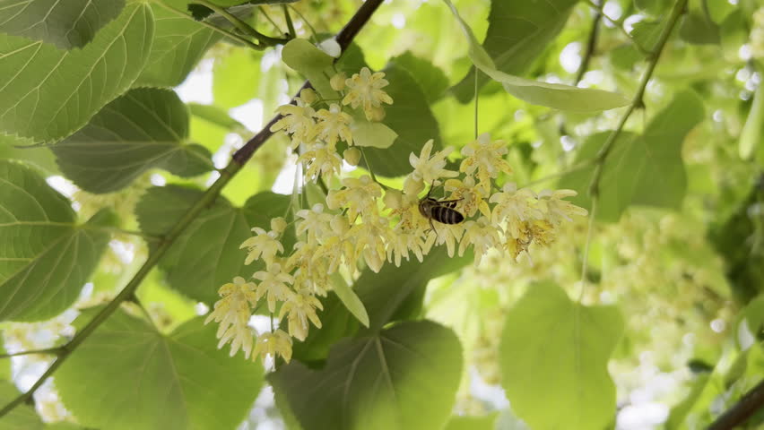 Honey bee collects nectar from flowers of blooming American basswood, also known as an American linden (Tilia americana)